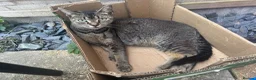 Mixed Breed cats for sale: Three Handsome Tabbies for sale!  in Fareham - Advert 3