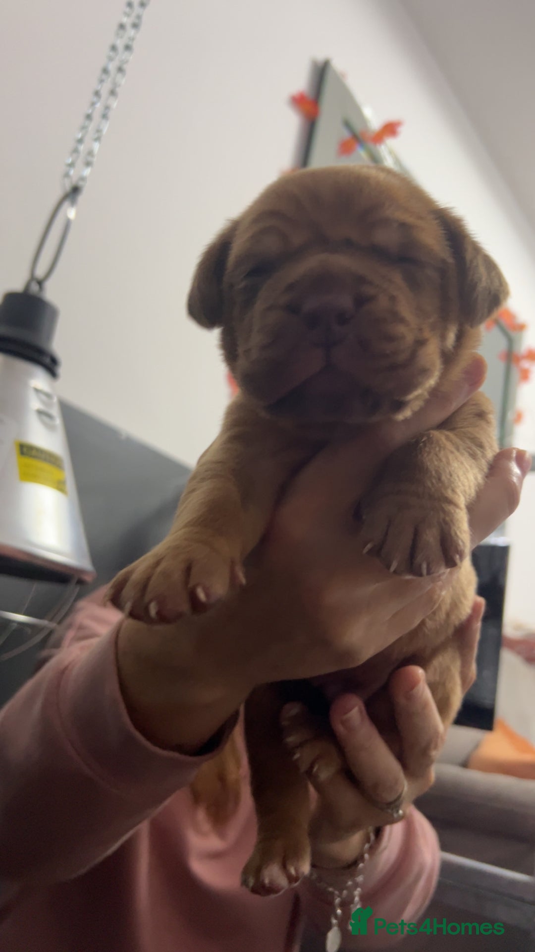 Dogue De Bordeaux dogs for sale: Chunky kc registered dogue de Bordeaux puppies - Advert 16