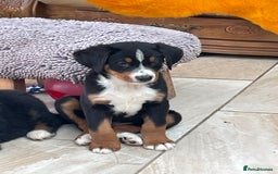 Bernese Mountain Dog dogs for sale: Boys and girls available.  - Image 16