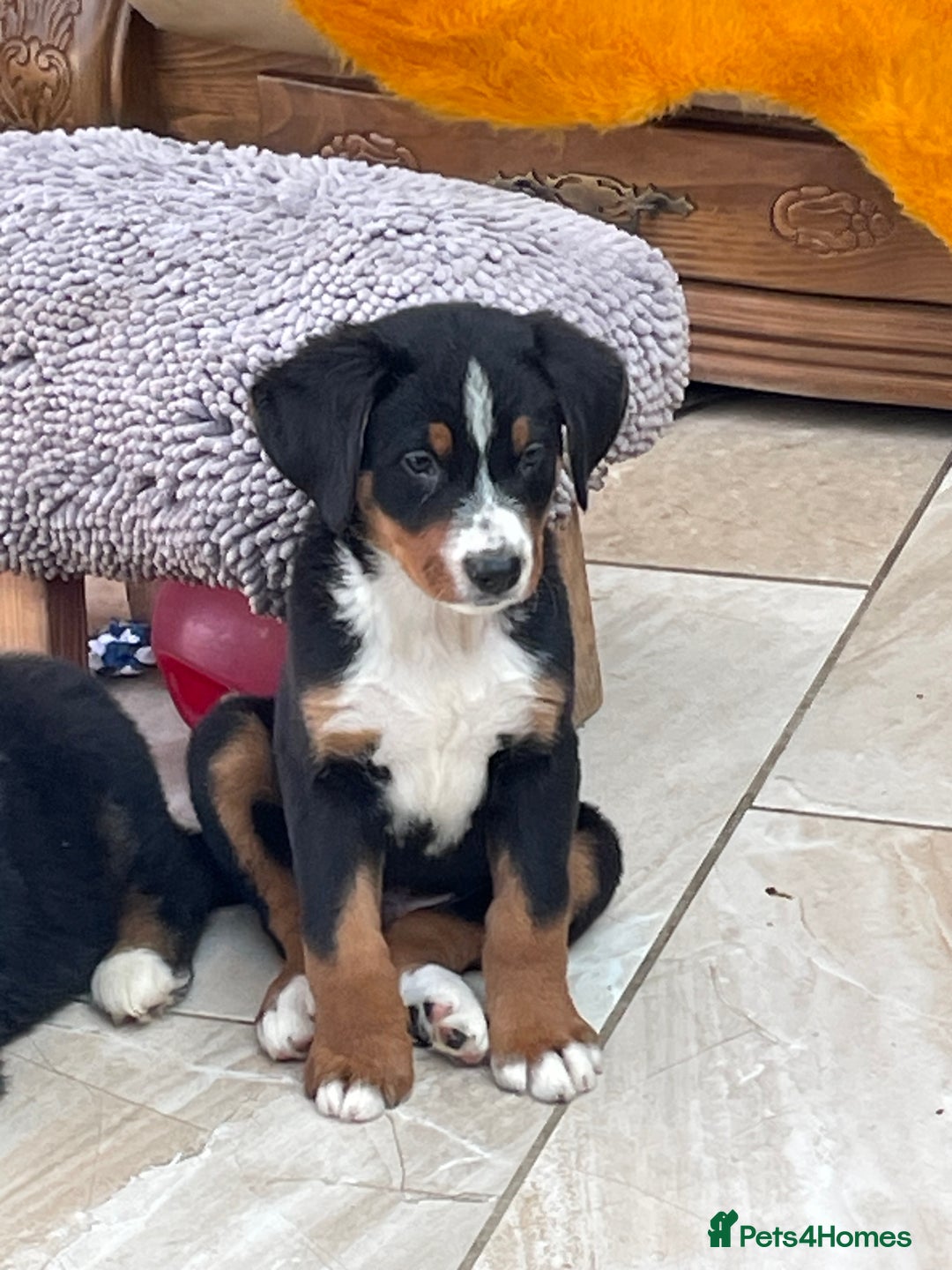 Bernese Mountain Dog dogs for sale: Boys and girls available.  - Image 16