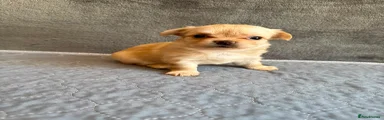 Chihuahua Puppy 4 GIRL