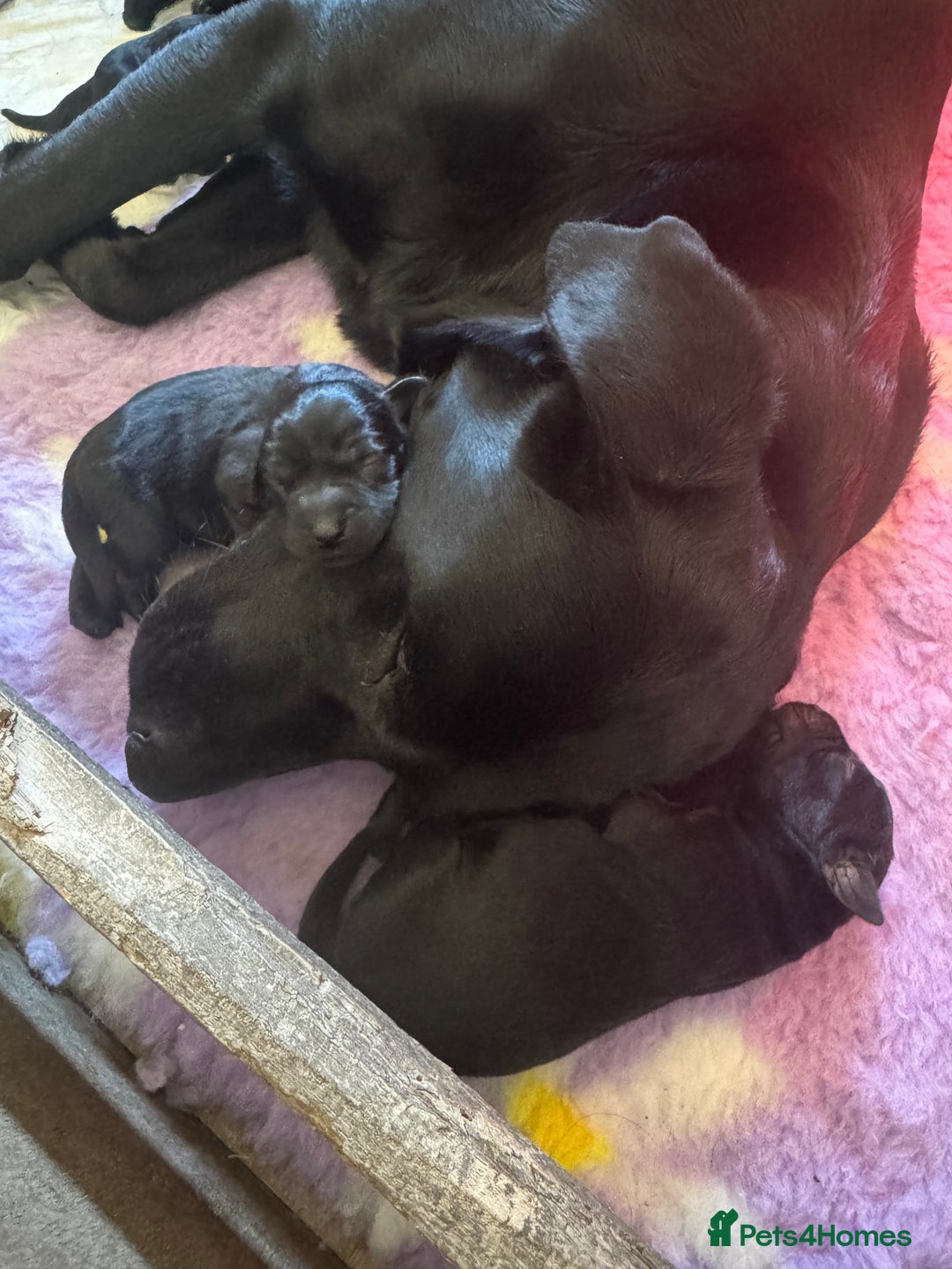 Labrador Retriever dogs for sale: Labrador puppies  - Image 8