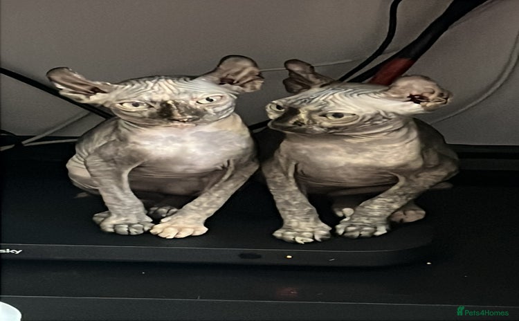 Sphynx cats - Advert 1