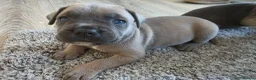 Cane Corso dogs for sale: Cane Corso Puppies - Advert 3