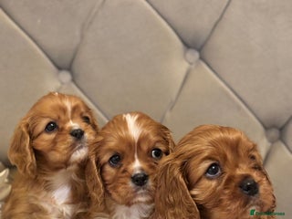 Cavalier King Charles Spaniel dogs Outstanding Health-Tested Cavalier Puppies - Advert 5