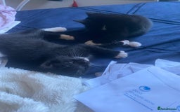 Mixed Breed cats for sale: Black & white kittens need their forever homes - Image 10