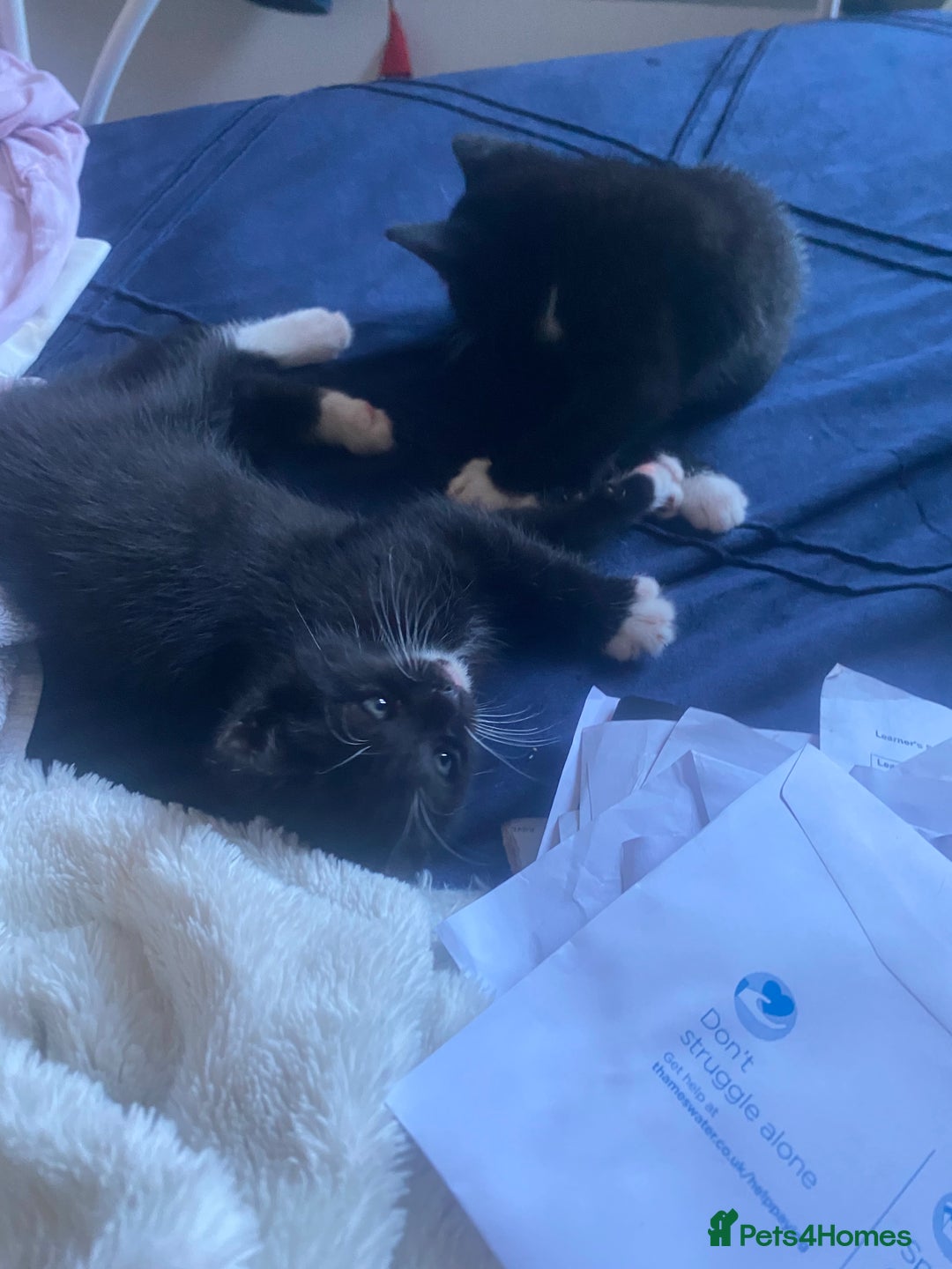 Mixed Breed cats for sale: Black & white kittens need their forever homes - Image 10