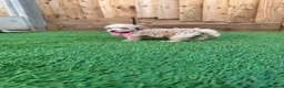Cockapoo dogs for sale: 🐾 Adorable F1BB Teddy bear toy cockapoos 🐾 - Advert 31