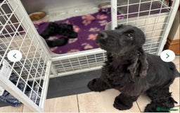 Cocker Spaniel dogs for sale: Outstanding quality show cockers  - Image 8