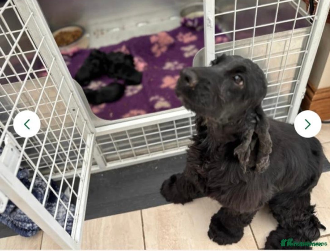 Cocker Spaniel dogs for sale: Outstanding quality show cockers  - Image 8