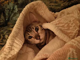 Bengal cats Snow Mink Bengal - Advert 10