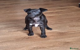 Mixed Breed dogs for sale: Italian greyhound x whippets  - Image 2