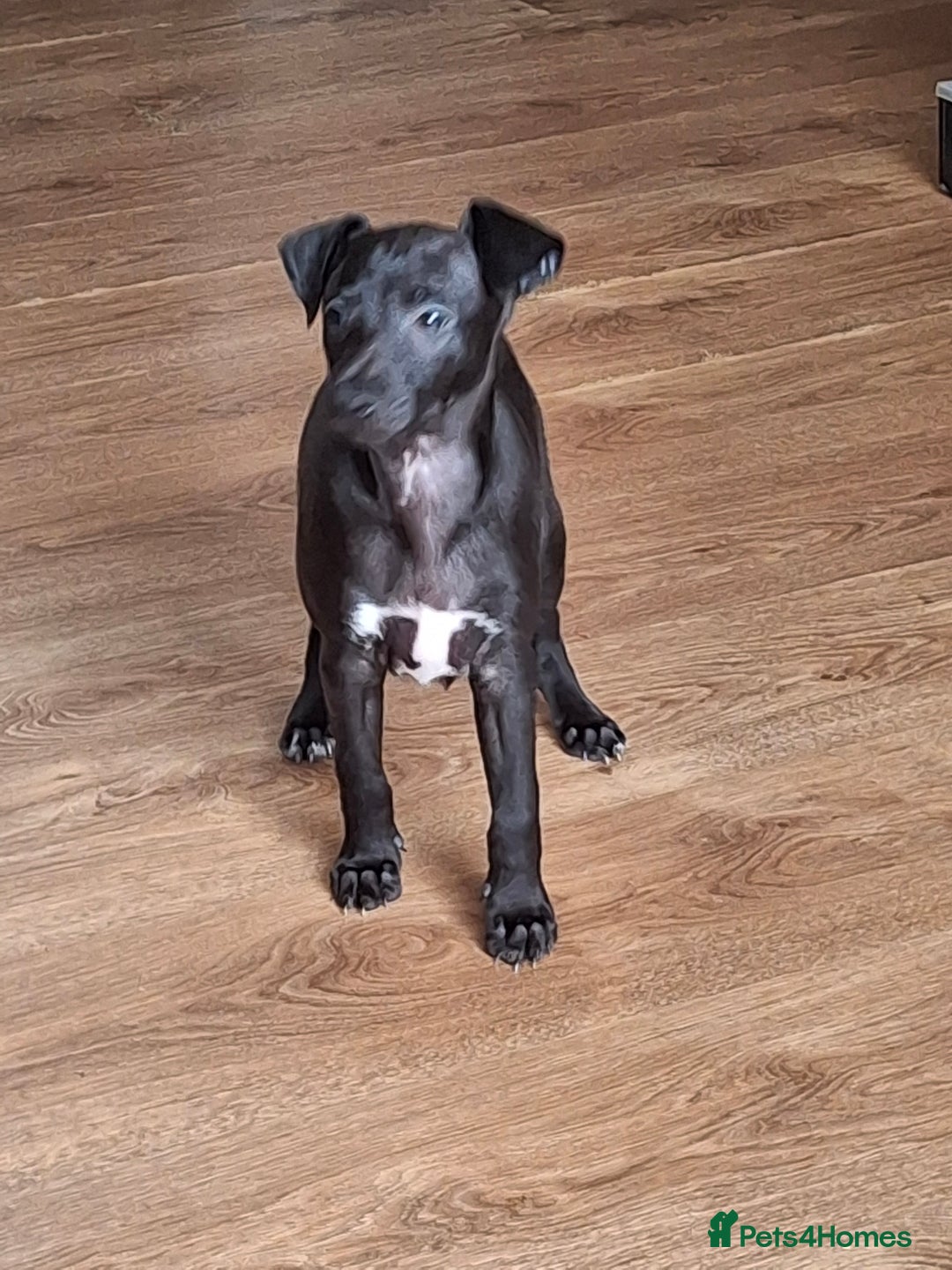 Mixed Breed dogs for sale: Italian greyhound x whippets  - Image 2