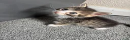Mixed Breed cats for sale: Male tabby kitten - Advert 6