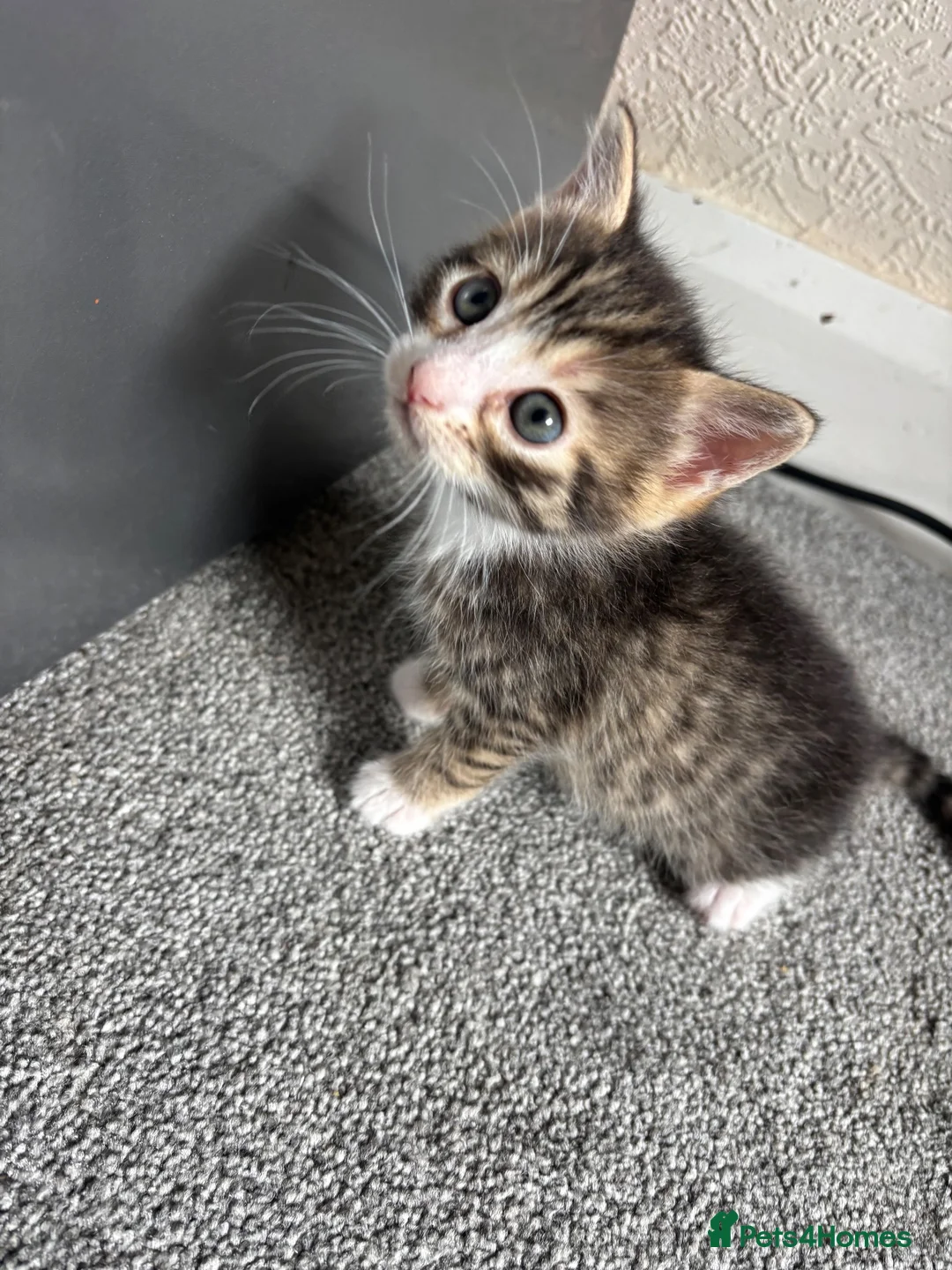 Mixed Breed cats for sale: Male tabby kitten - Advert 6