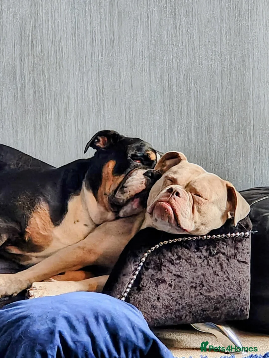 Dorset Olde Tyme Bulldogge dogs for sale: Old tyme bulldog puppies  in Farnborough - Advert 19