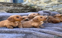 Cockapoo dogs for sale: ⭐️Ready Now, beautiful boys⭐️ Cockapoo puppies - Image 19