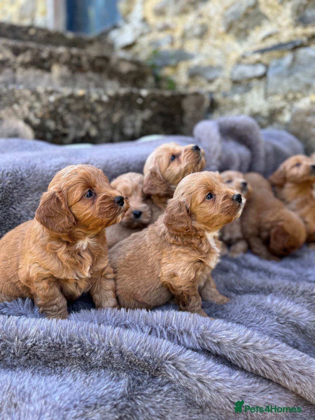 Cockapoo dogs for sale: ⭐️Ready Now, beautiful boys⭐️ Cockapoo puppies - Image 19