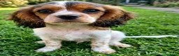 Mixed Breed dogs for sale: Three Roan Puppies Available  - Advert 6