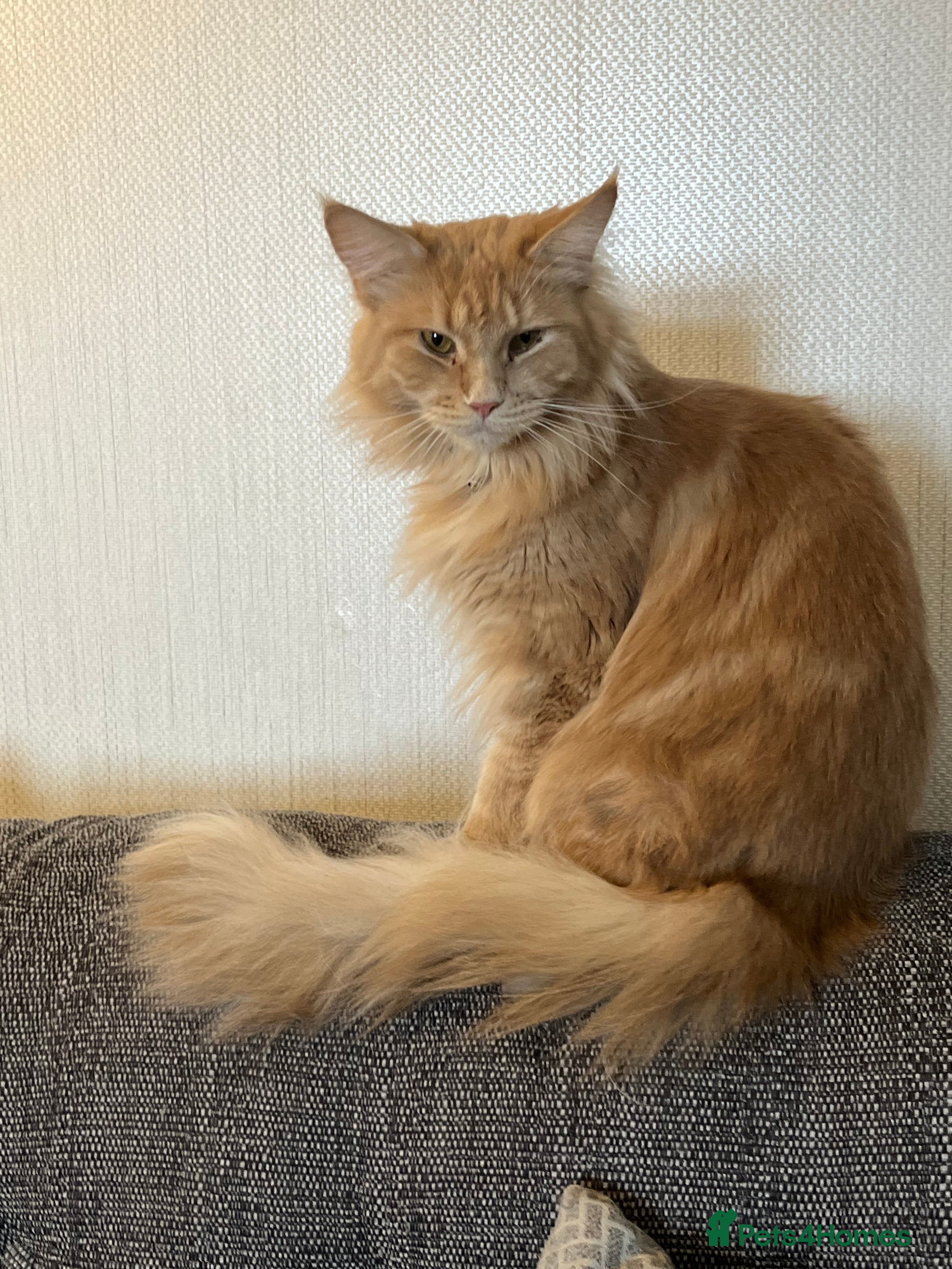 Maine Coon cats Pure Maine Coon Cream Female  - Advert 14