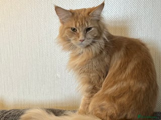 Maine Coon cats Pure Maine Coon Cream Female - Advert 3