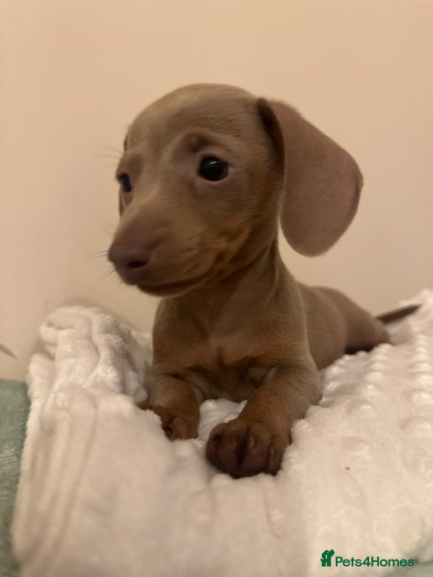 Miniature Dachshund dogs 🤍exceptional KC PRA clear🤍ready now  - Advert 1