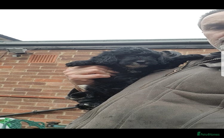 Sproodle dogs - Advert 1