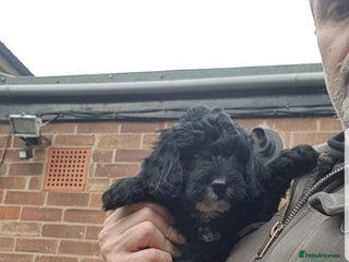 Sproodle dogs - Advert 6