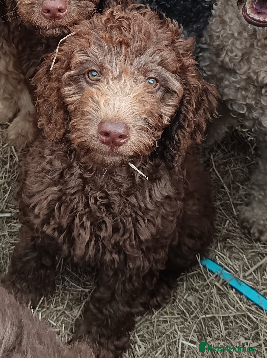 Labradoodle dogs for sale: 🌈The work has been done , choose your breeder 🌈 - Image 28