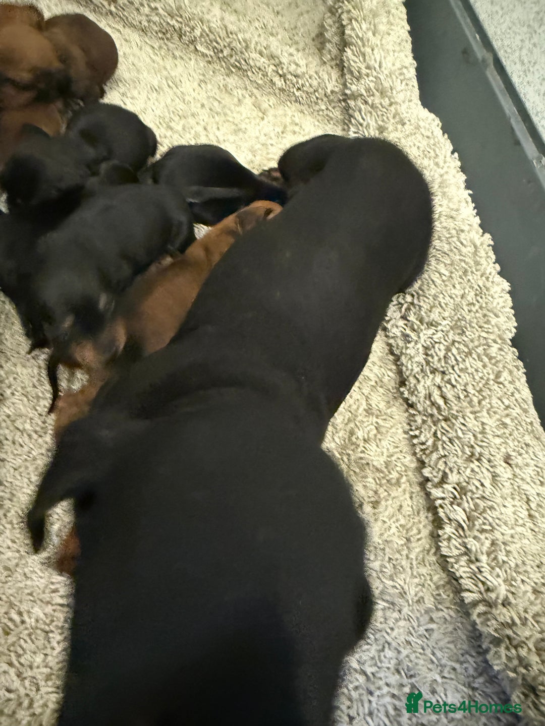 Mixed Breed dogs for sale: Dachshund puppies seven  - Advert 1