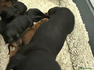 Mixed Breed dogs Dachshund puppies seven - Advert 2