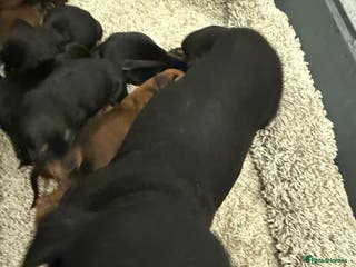 Mixed Breed dogs Dachshund puppies seven - Advert 4