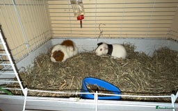 Guinea Pig rodents for sale: Two males  - Image 7