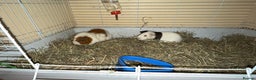 Guinea Pig rodents for sale: Two males  - Advert 7
