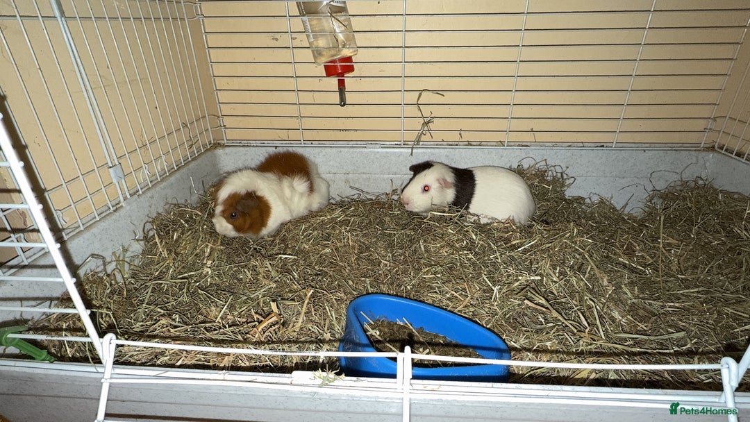 Guinea Pig rodents for sale: Two males  - Image 7