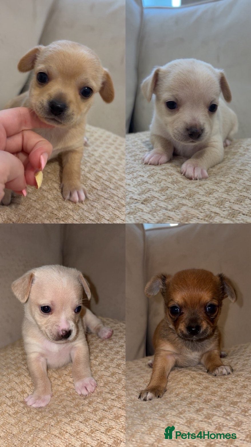 Chihuahua dogs Beautiful Chihuahua Puppies - Advert 16