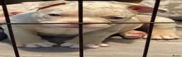 American Bully dogs for sale: Lucci vs Gr CH McLovin pups  - Advert 5