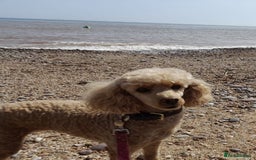 Miniature Poodle dogs for sale: Bred for temperament , health and quality. - Image 8