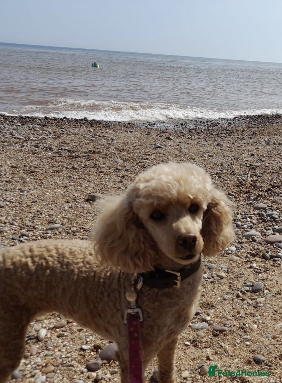 Miniature Poodle dogs for sale: Bred for temperament , health and quality. - Image 8