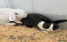 Mini Lop rabbits for sale: Dutch and Mini lop pair  - Image 5