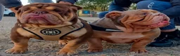 English Bulldog dogs for sale: English Bulldog Puppies in Sittingbourne - Advert 8