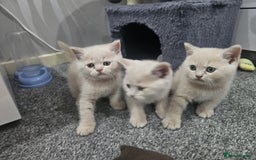 British Shorthair cats for sale: Pretty British shorthair  - Image 29