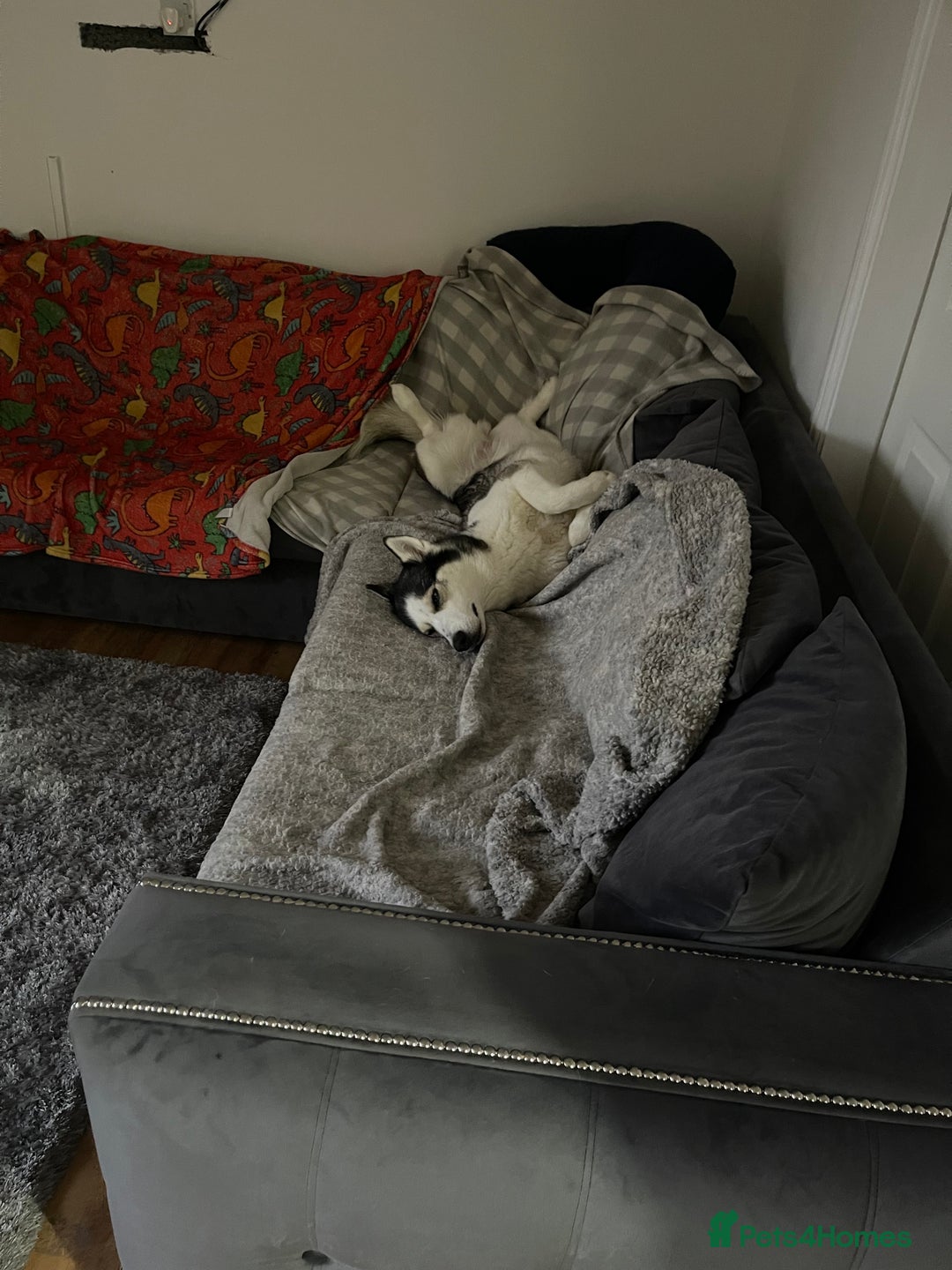 Siberian Husky dogs for sale: 4 year old Siberian  husky  - Advert 13