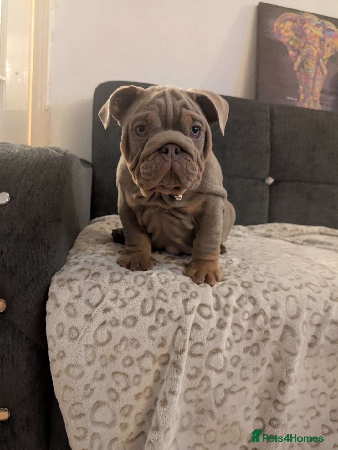 English Bulldog dogs for sale: English bulldog  - Image 10