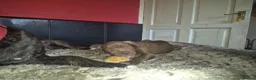 Cane Corso dogs for sale: Cane corso pups - Advert 3