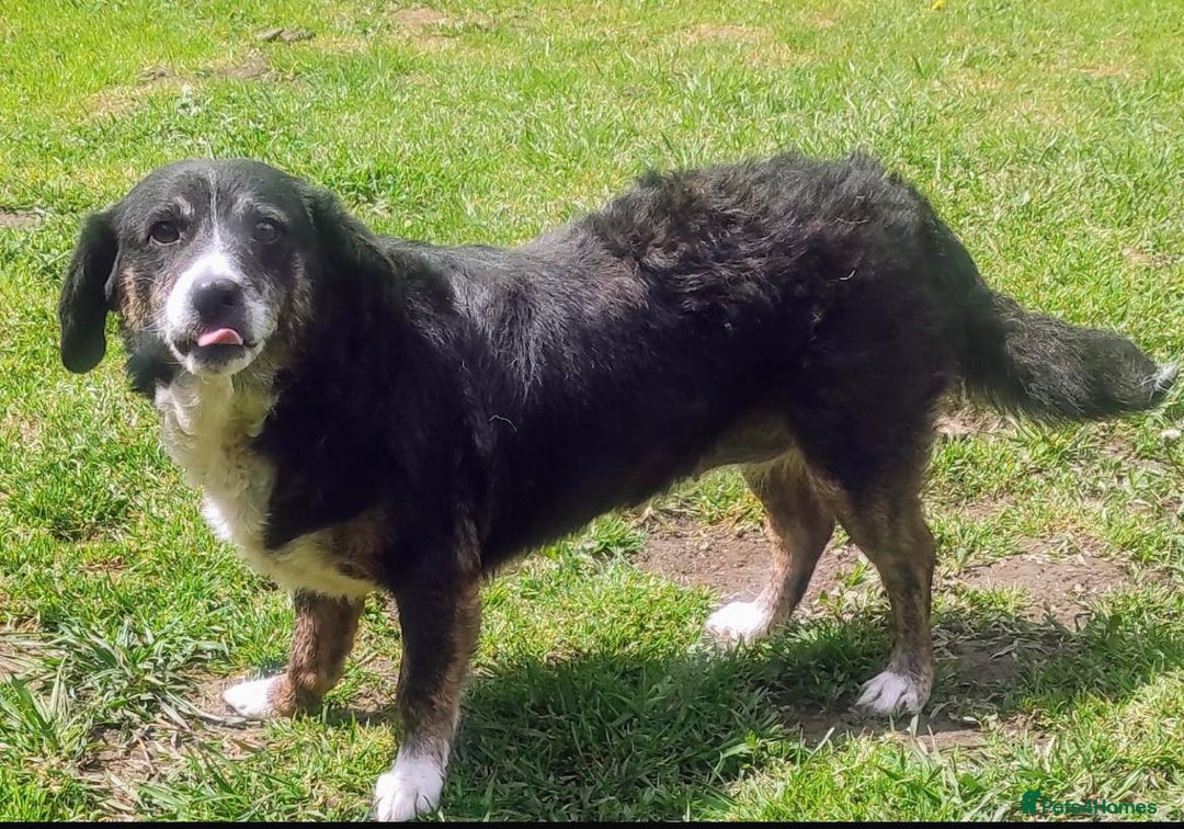 Mixed Breed dogs for adoption: Alma! - Image 2