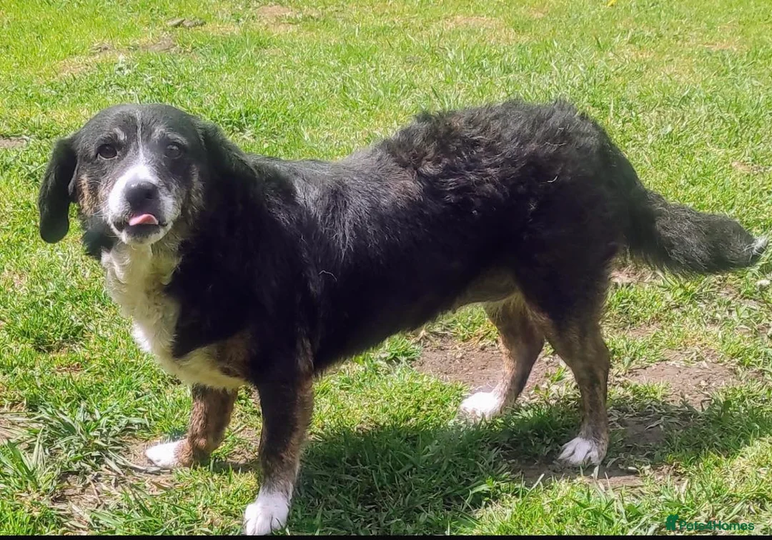 Mixed Breed dogs for adoption: Alma! - Advert 2