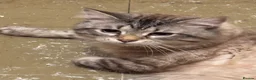 Maine Coon cats for sale: Large Adult Male Cat Half Maine Coon/Mixed Breed in Southend-on-Sea - Advert 15