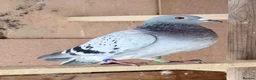 Pigeons birds for sale: Afghani pigeons & 6 Female Racing for Sale  in London - Advert 6