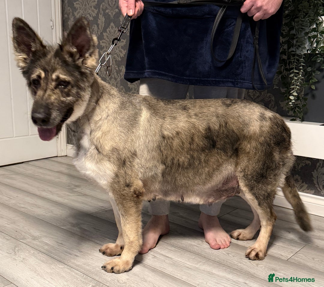German Shepherd dogs for sale: Retirement home wanted for this lovely Gsd  - Image 5